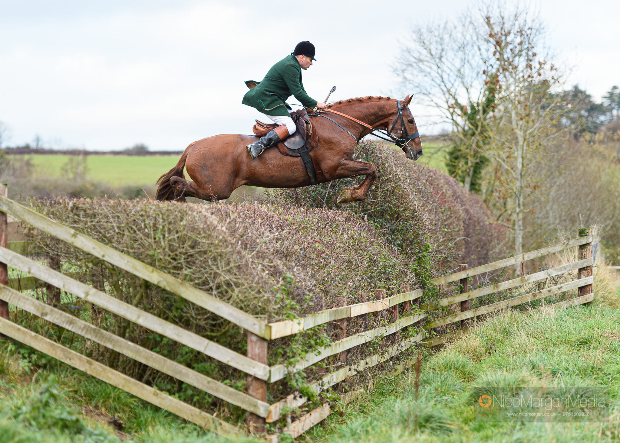 Irish Draught Stallion - Carrigfada Diamond (Grosvenor Lad x Glidawn Diamond)